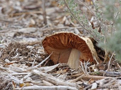 Mushroom pushing its way upward