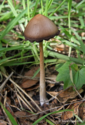 Another mushroom emerged