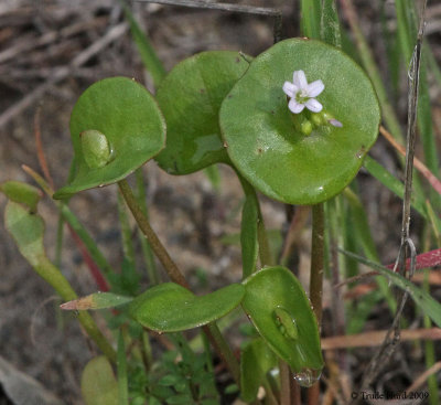Miners Lettuce wet with dew