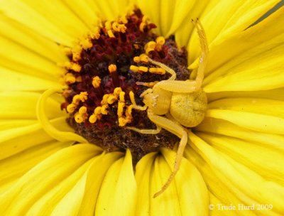 Surprised by crab spider on Bush Sunflower