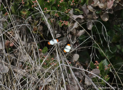 Sara Orangetips numerous in sun and chasing each other