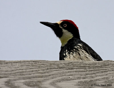 Acorn Woodpecker busy foraging