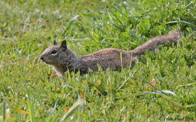 Many Ground Squirrels on grass (notice the new plant growth)