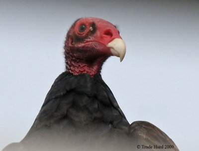 Turkey Vultures sunning on nature center roof (notice large nostril openings)