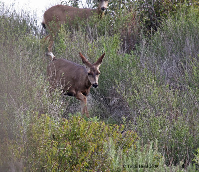 I snuck uphill, quiet enough that one came right towards me