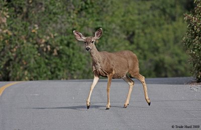 First deer stepped out