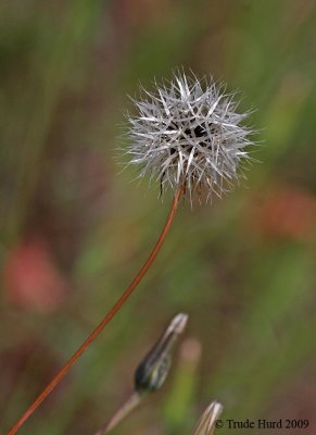 Uh, don't know, but it ain't a dandelion!