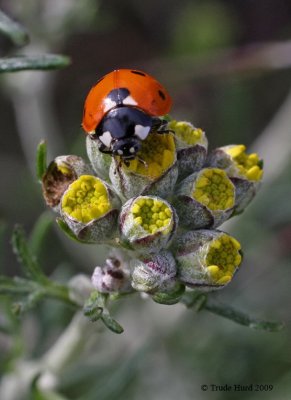 Ladybird Beetle, aka ladybug