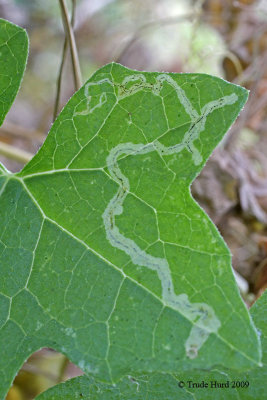 Leaf miner (larval insect that eats its way thru middle of leaves and then emerges as adult)