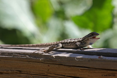 Sun and insect abundance bring out Western Fence Lizard