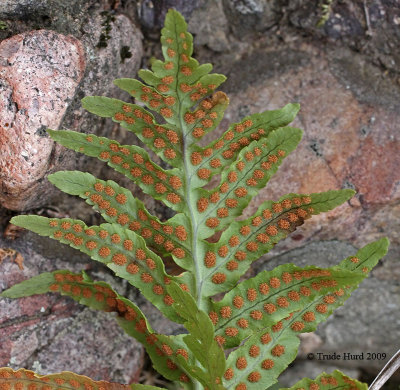 Peek under ferns at their reproductive sori. Each fern species has different pattern.