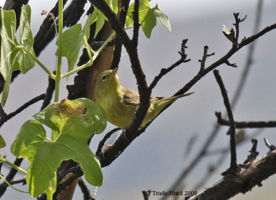 Spring brings migrating songbirds, although this Orange-crowned Warbler is seen throughout the year
