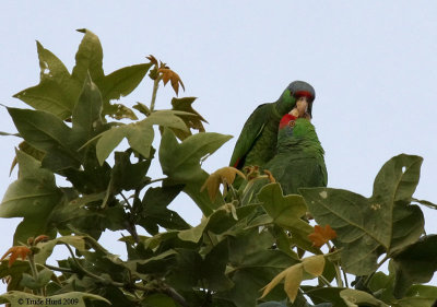 Courtship feeding in Red-crowned and Lilac-crowned Parrots