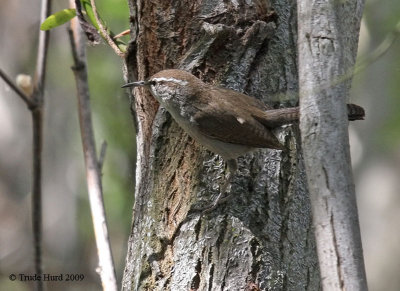 Bewick's Wren was also shopping for sticks
