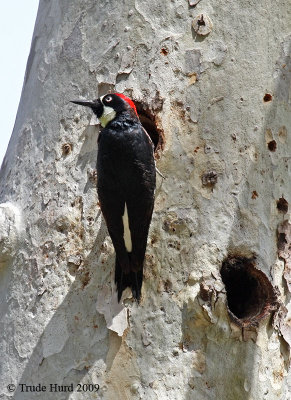 Acorn Woodpecker, male, next to his cavity nest