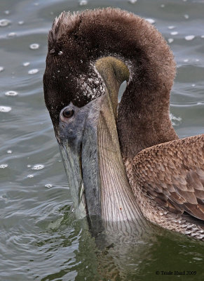 Pelicans eat topsmelt and other fish in the warm shallow waters