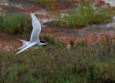 Forster's Terns also dive for fish