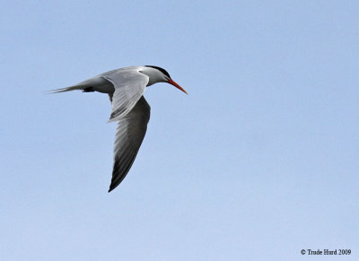 Elegant Tern with longer oranger bill.  Breeds in large colonies on Bolsa Chica's sand island