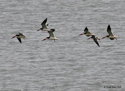 Black Skimmers, related to terns, also eat fish