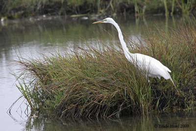 Great Egret, tallest fish-eater of the wetland