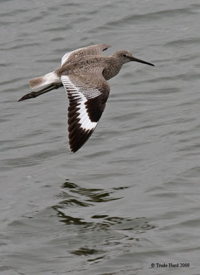 Willet with its distinctive wing stripe