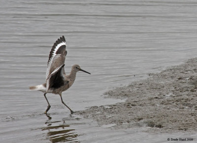 It is camouflaged gray to match gray water and mudflats