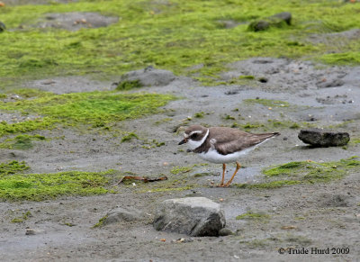 Semi-palmated Plover has a dark back to camouflage against dark mud