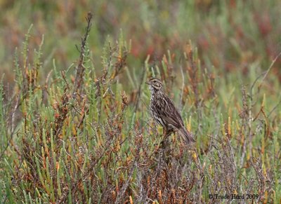 Endangered Belding's Savannah Sparrow atop pickleweed it calls home year-round