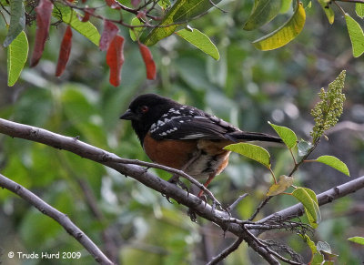 Spotted Towhee in laurel sumac
