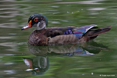 Wood Duck male