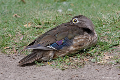 Wood Duck female