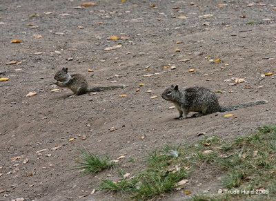 California Ground Squirrel with young