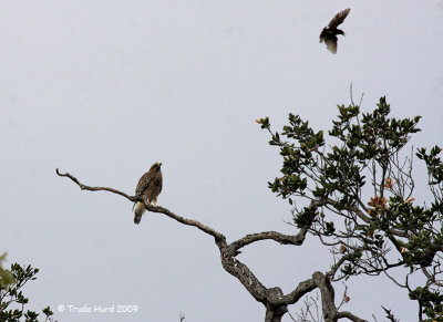 Red-shouldered Hawk mobbed by crow