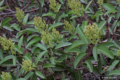 Laurel Sumac with flower buds