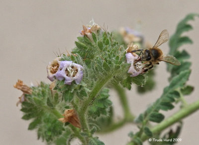 Bees come to pollinate flowers