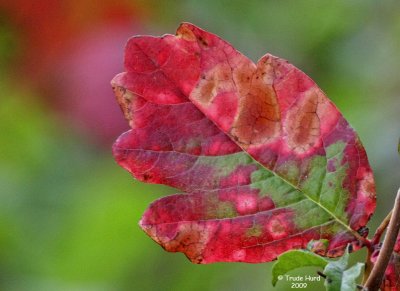 Bright colorsof Poison Oak