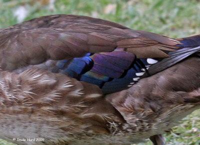 Bright color of Wood Duck speculum feathers