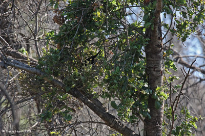 Find Phainopepla nest in Mistletoe