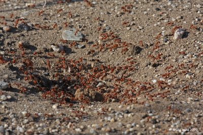Other insects were Harvester Ants (some winged)