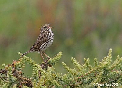 e savannah sparrow