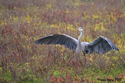 f  heron display