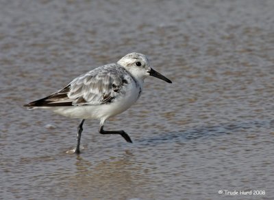 i sanderling