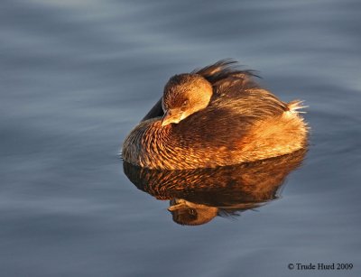 k pied-billed grebe