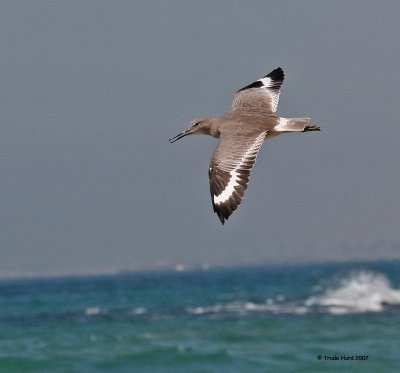 l willet (I will go back and make horizon level)