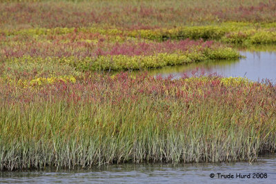 p wetland plants