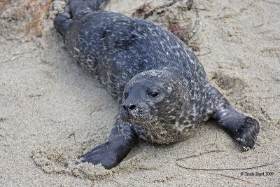 u harbor seal pup