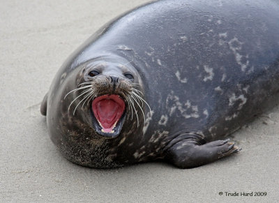 y harbor seal yawn (humor category)