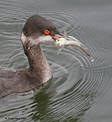 zz eared grebe with fish