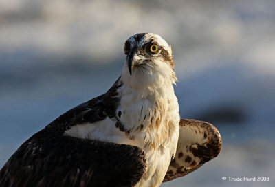 q osprey.jpg