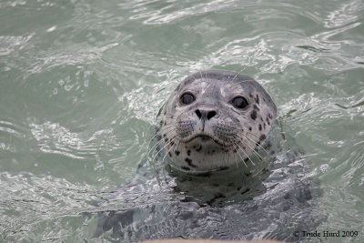 Harbor Seal Pup in water
